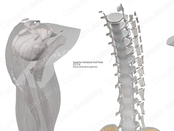 Superior Vertebral End Plate (T2-T3)