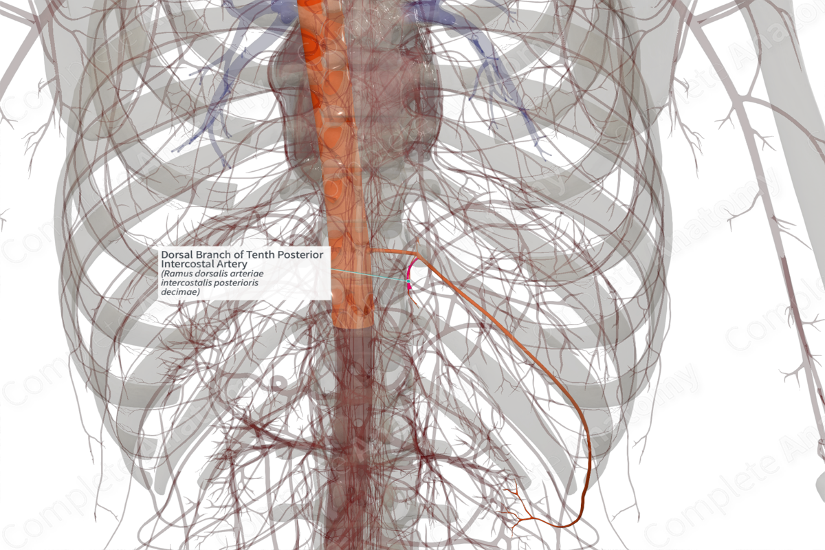 Dorsal Branch of Tenth Posterior Intercostal Artery (Left)