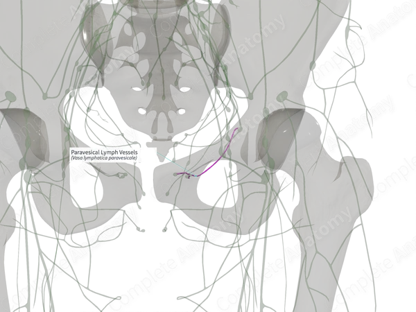 Paravesical Lymph Vessels (Right)