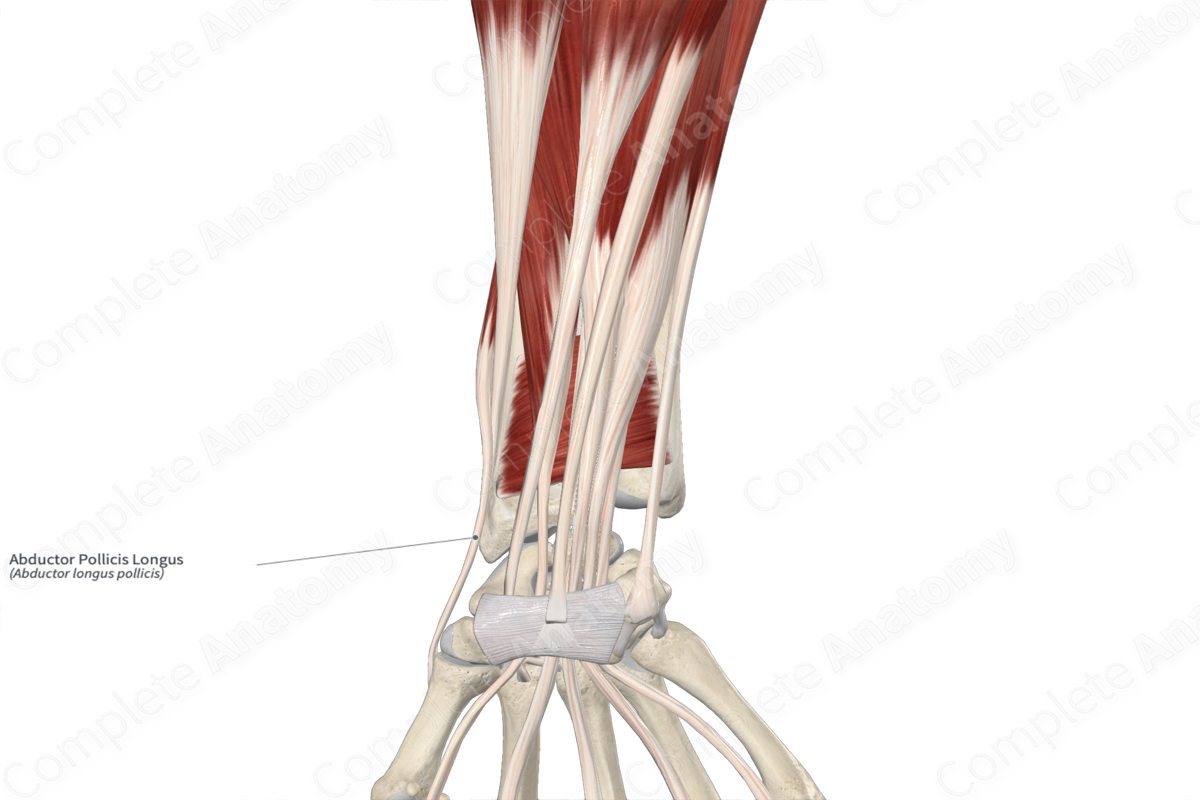 Abductor Pollicis Longus 