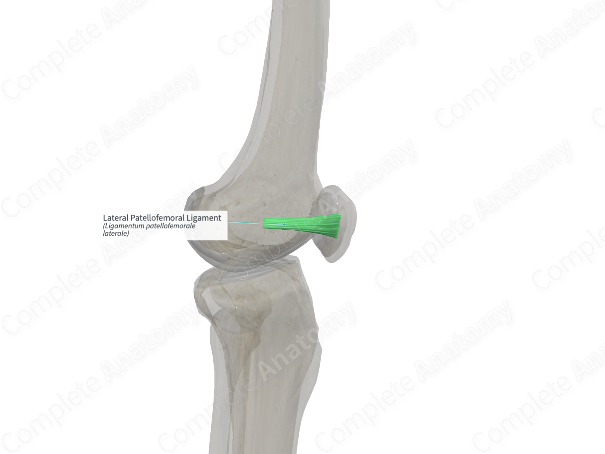 Lateral Patellofemoral Ligament (Right) | Complete Anatomy