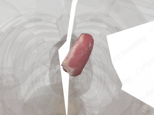 Left Ventricle