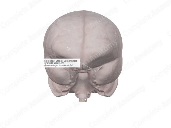 Meningeal Cranial Dura (Middle Cranial Fossa; Left)