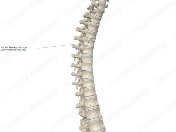 Fourth Thoracic Vertebra