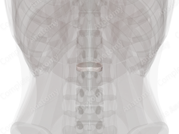 Intervertebral Symphysis (L1-L2)