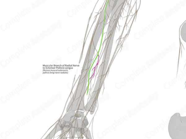 Muscular Branch of Radial Nerve to Extensor Pollicis Longus (Left)