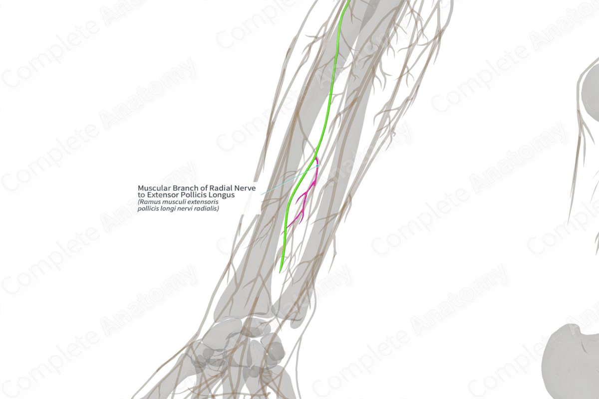 Muscular Branch of Radial Nerve to Extensor Pollicis Longus (Left)