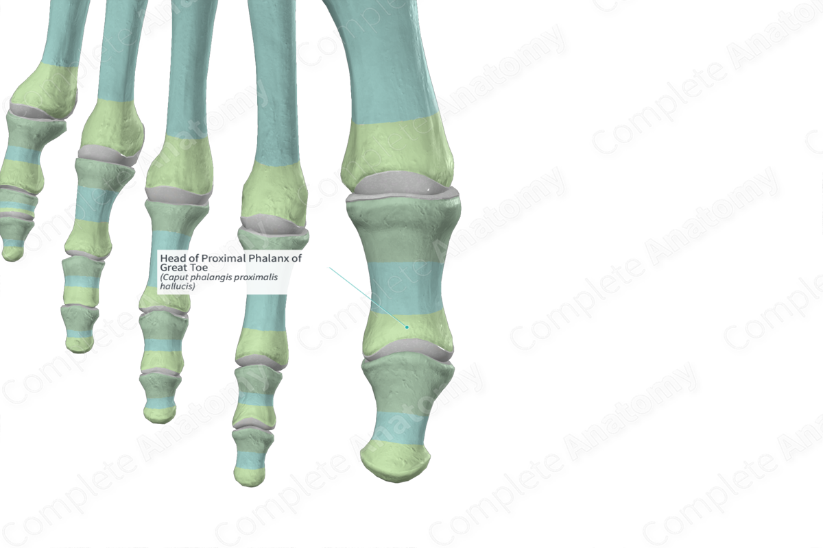 Head of Proximal Phalanx of Great Toe | Complete Anatomy