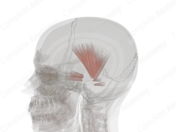 Extrinsic Auricular Muscles