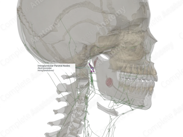 Intraglandular Parotid Nodes (Right)