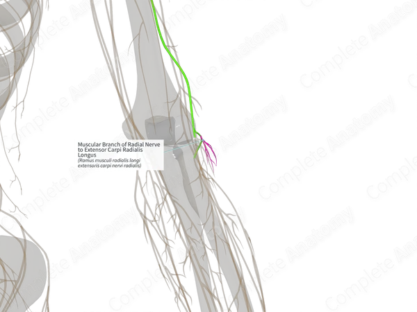 Muscular Branch of Radial Nerve to Extensor Carpi Radialis Longus (Right)
