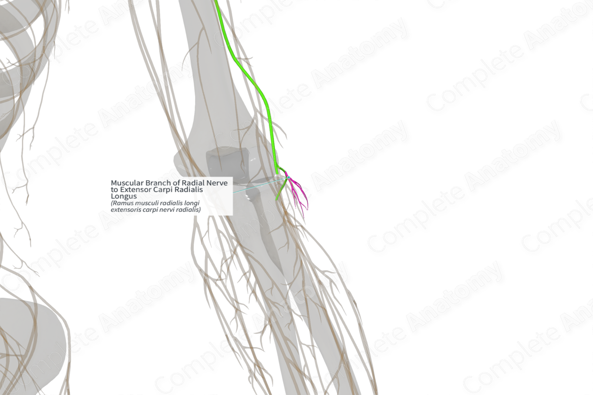 Muscular Branch of Radial Nerve to Extensor Carpi Radialis Longus (Right)