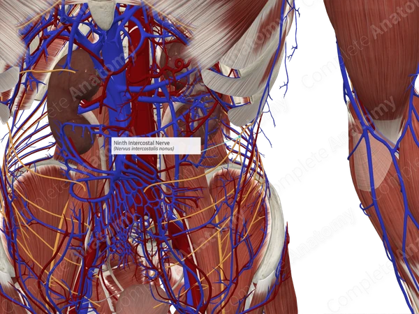 Ninth Intercostal Nerve