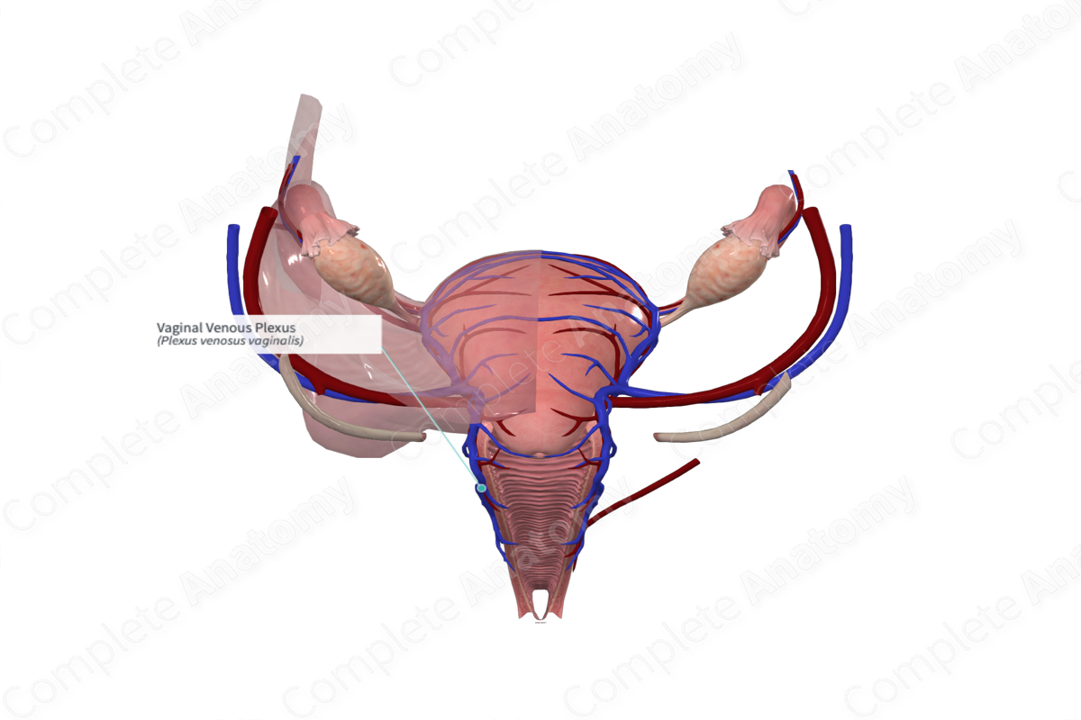 Vaginal Venous Plexus | Complete Anatomy