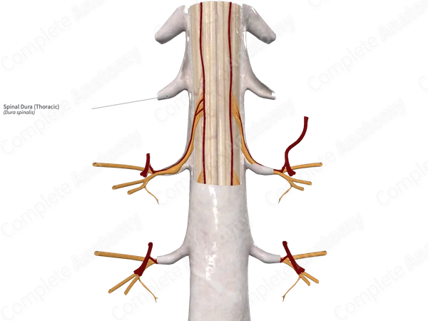 Spinal Dura (Thoracic)