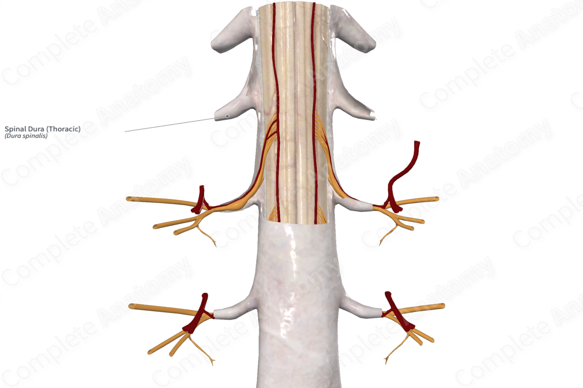 Spinal Dura (Thoracic)