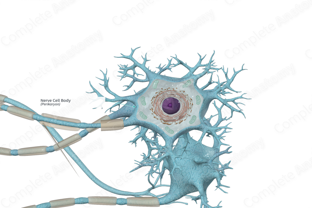 Nerve Cell Body
