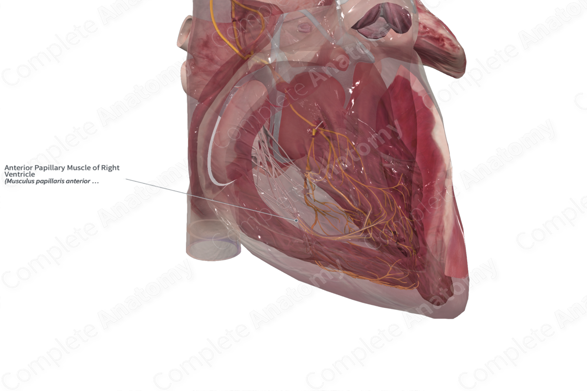 Anterior Papillary Muscle of Right Ventricle