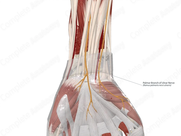 Palmar Branch of Ulnar Nerve