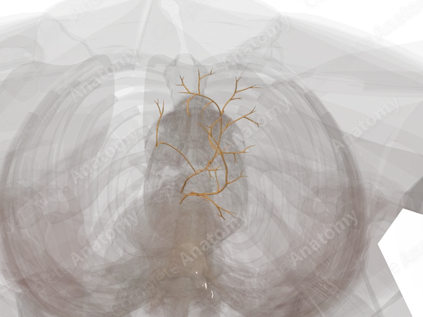 Vagal Part of Autonomic Division