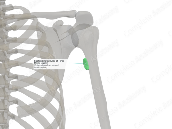 Subtendinous Bursa of Teres Major Muscle (Left)