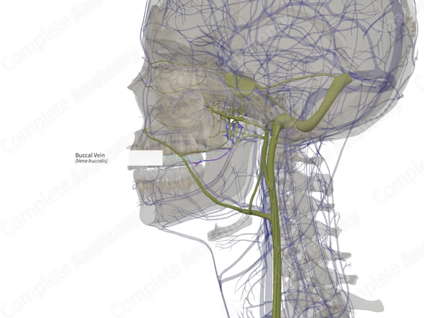 Buccal Vein (Left)