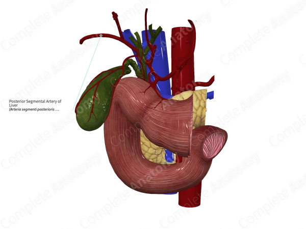 Posterior Segmental Artery of Liver