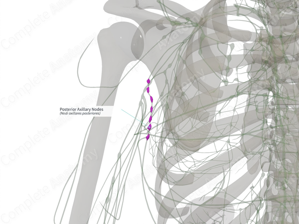 Posterior Axillary Nodes (Right)