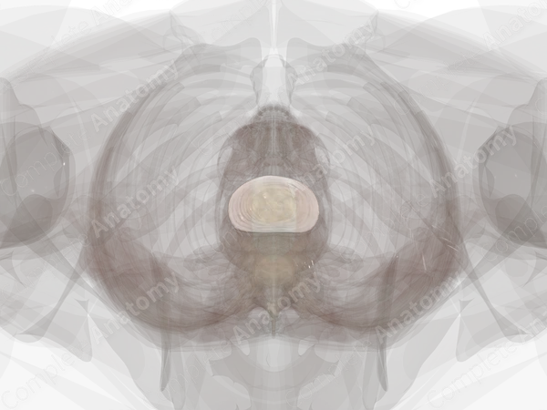 Intervertebral Disc (L3-L4)