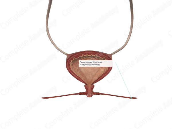 Compressor Urethrae