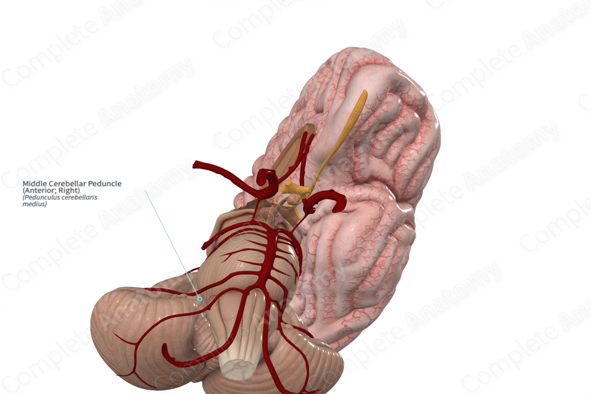 Middle Cerebellar Peduncle (Anterior; Right)