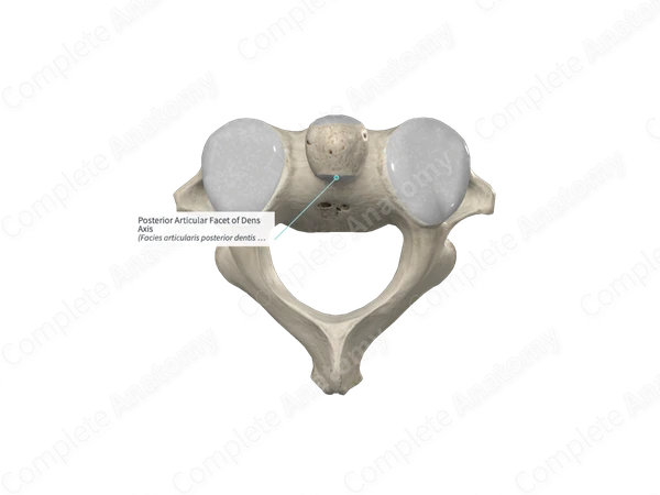 Posterior Articular Facet of Dens Axis