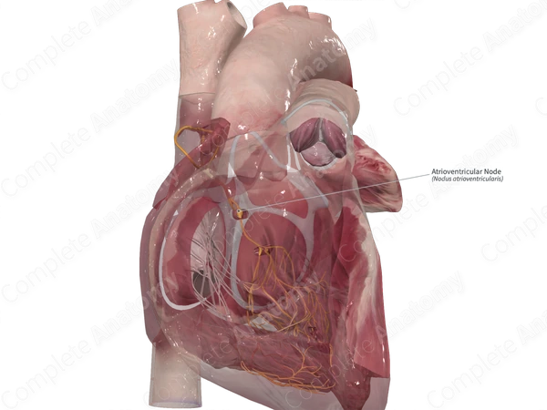 Atrioventricular Node