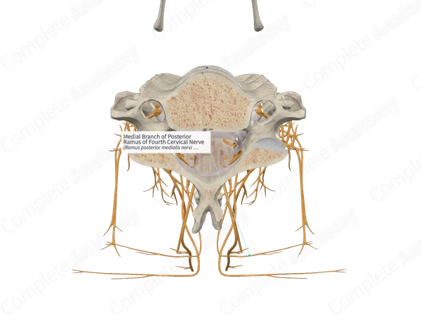 Medial Branch of Posterior Ramus of Fourth Cervical Nerve 