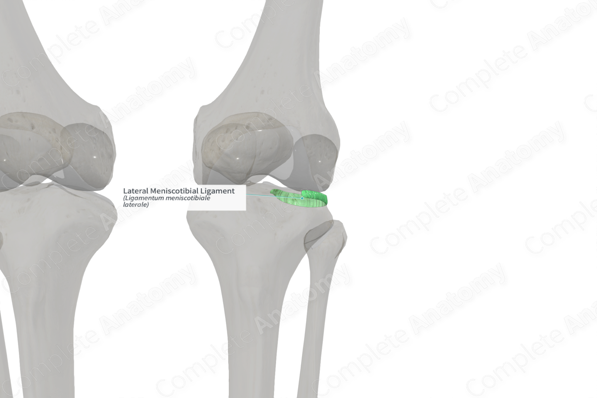 Lateral Meniscotibial Ligament (Left)