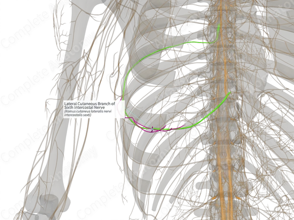 Lateral Cutaneous Branch of Sixth Intercostal Nerve (Left)
