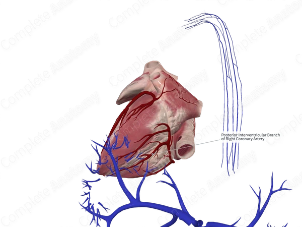 Inferior Interventricular Artery