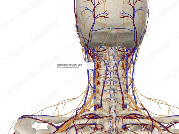 Occipital Emissary Vein