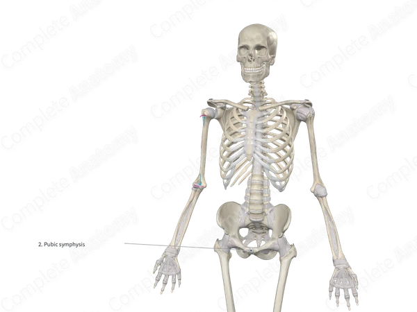 Interpubic Disc