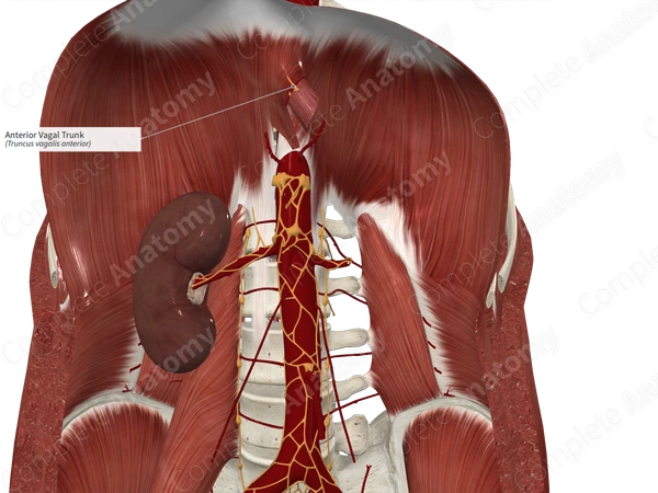 Anterior Vagal Trunk