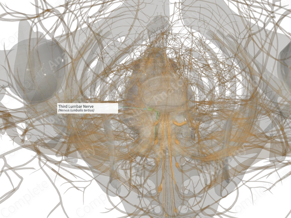Third Lumbar Nerve (Right)