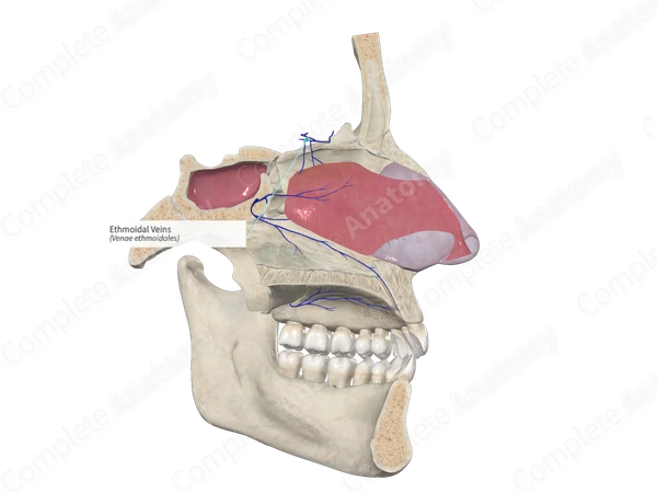 Ethmoidal Veins