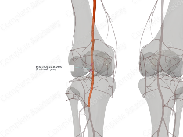 Middle Genicular Artery (Right)