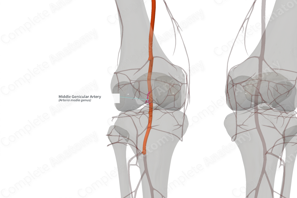 Middle Genicular Artery (Right)