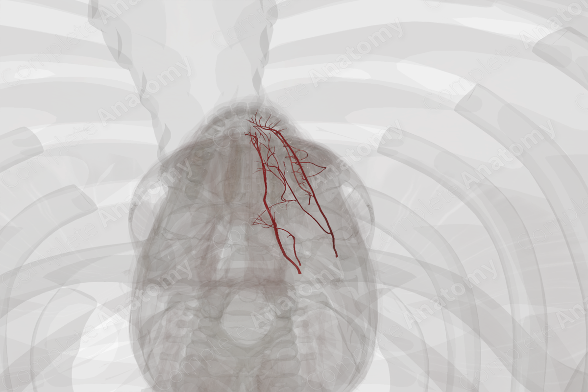 Arteries of Oral Cavity (Left)
