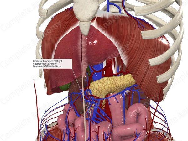 Omental Branches of Right Gastroomental Artery