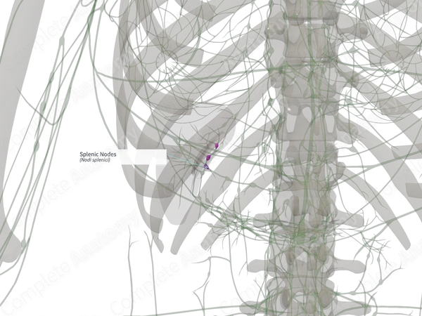 Splenic Nodes