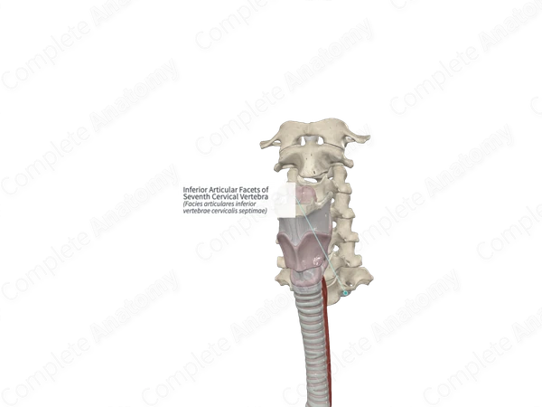 Inferior Articular Facets of Seventh Cervical Vertebra