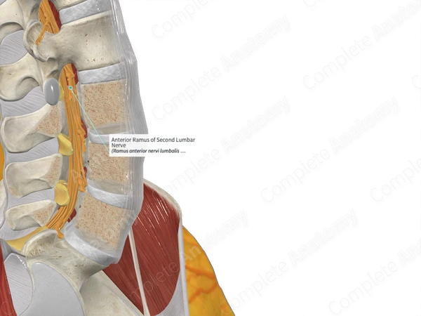 Anterior Ramus of Second Lumbar Nerve