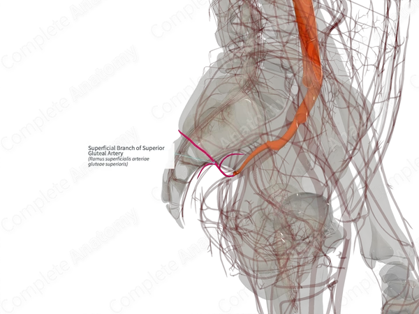 Superficial Branch of Superior Gluteal Artery (Left)